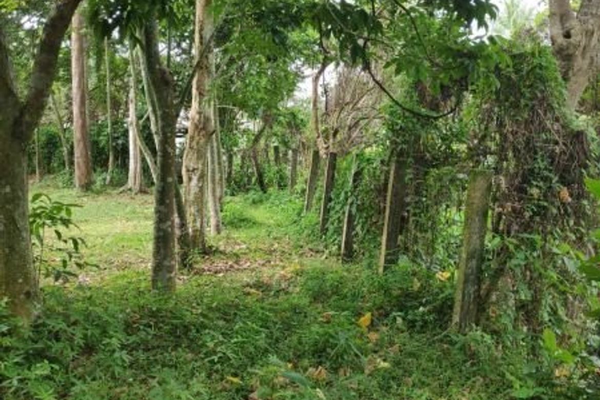 FOR SALE! 18,000 SQM Farm Lot In Magdalena Laguna 📌 Land for sale in