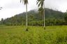 Land for sale in Tuburan, Albay