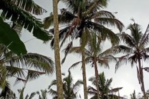 Tanah Kebun Kopi Durian Dan Manggis Dekat Alassari Plantation Bali Tanah Dijual Di Bali