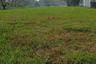 Land for sale in Airlangga, East Java