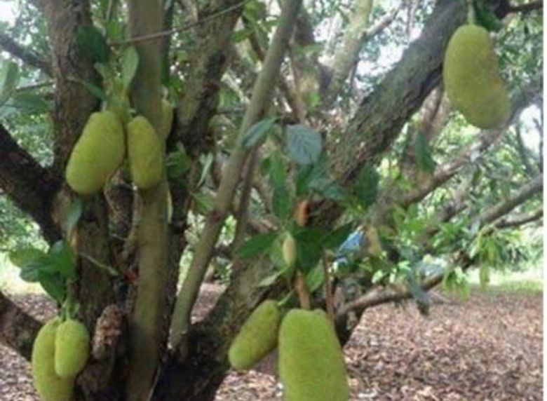 Mango farm for sale in Pangasinan 📌 Land for sale in Pangasinan Dot