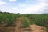 Land for sale in Thung Khok, Suphan Buri