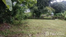 Land for sale in Wiang, Chiang Mai