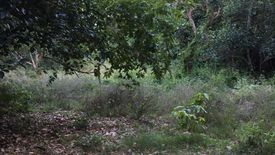 Land for sale in Tha Khuen, Nakhon Si Thammarat