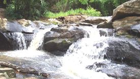 ขายที่ดิน ใน หนองบัว, ภูเรือ