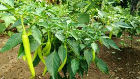 Land for sale in Bangkal, Bulacan