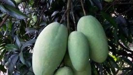 Land for sale in Buenlag, Pangasinan