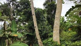 Land for sale in Calatrava, Bohol