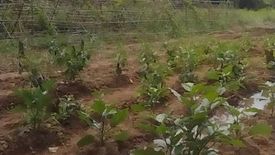 Land for sale in Sandoval, Palawan