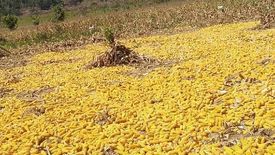 Land for sale in Decalachao, Palawan