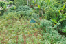 Land for sale in Cisauk, Banten