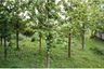Land for sale in Rangkasbitung Barat, Banten