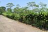 Land for sale in Cibingbin, West Java