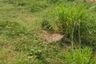 Land for sale in Wonosalam, East Java