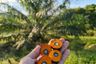 Land for sale in Gunung Tabur, East Kalimantan