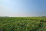 Land for sale in Mauk Barat, Banten