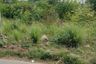 Land for sale in Sukadanau, West Java
