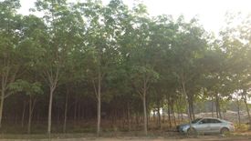 Land for sale in Wiang, Chiang Rai