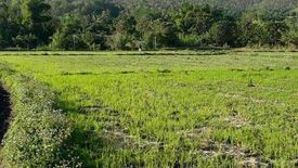 Land for sale in Ban Luang, Chiang Mai