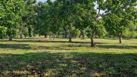 Land for sale in Huai Sak, Chiang Rai