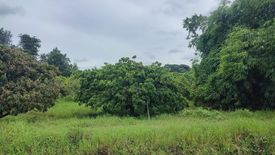 Land for sale in Makhun Wan, Chiang Mai