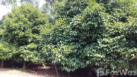 Land for sale in Wang Saem, Chanthaburi