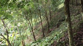 Land for sale in Pa Tueng, Chiang Rai