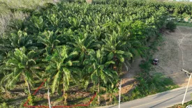 Land for sale in Pa Khlok, Phuket