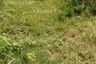 Land for rent in Slerok, Central Java