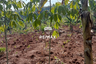Land for sale in Tenjo, West Java