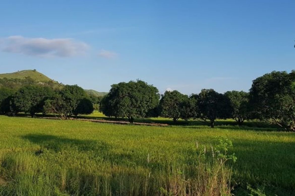 Castillejos Lot for Sale 📌 Land for sale in Zambales Dot Property