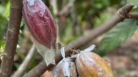 Land for sale in Calinan, Davao del Sur