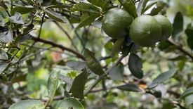 Land for sale in Calinan, Davao del Sur