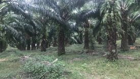 Land for sale in Tha Yu, Phang Nga