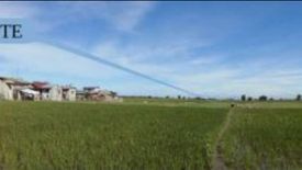 Land for sale in Caluluan, Tarlac