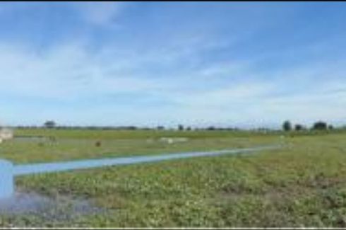 Land for sale in Caluluan, Tarlac