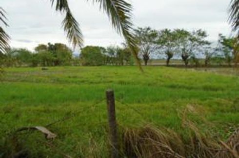 Land for sale in Polilio, Nueva Ecija