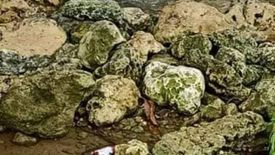 Land for sale in Kalubihan, Cebu