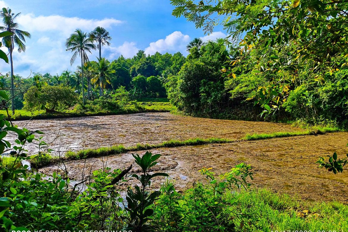 15,979 sqm (1.6 hectares) of agricultural farmland with fruit bearing