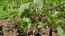 Land for sale in San Jose, Cavite