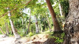 Land for sale in Corong-corong Poblacion, Palawan