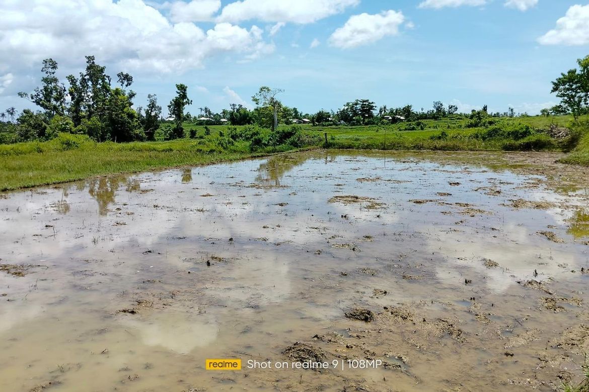 Bohol irrigated ricefield for sale 25,000 sqm in Ubay Bohol 100 pesos