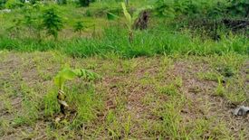 Land for sale in Wang Sai, Nakhon Ratchasima