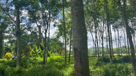 Land for sale in Bang Thong, Phang Nga