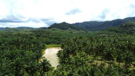 ขายที่ดิน ใน บางม่วง, ตะกั่วป่า