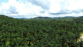 ขายที่ดิน ใน บางม่วง, ตะกั่วป่า