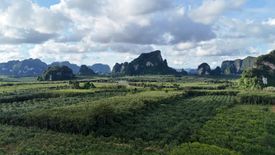 ขายที่ดิน ใน หนองทะเล, เมืองกระบี่