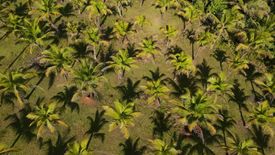 Land for sale in Poblacion, Bohol