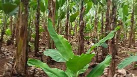 Land for sale in Poblacion, Bukidnon