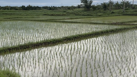 Land for sale in Lomangog, Bohol